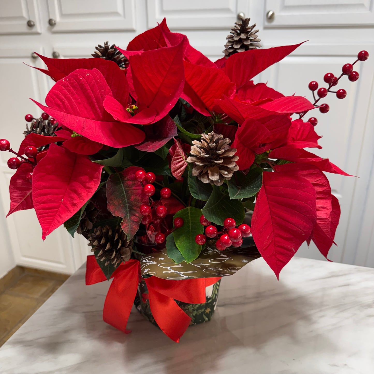 Poinsettia